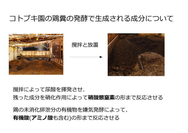 コトブキ園の鶏糞堆肥の発酵6